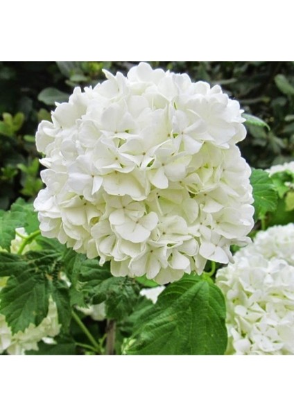 Piramit Lisudum Kartopu Fidanı 150CM-200CM
