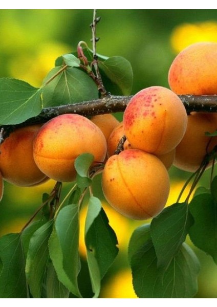 Zaza Kayısı Fidanı 3 Yaşında 100 cm 120 cm