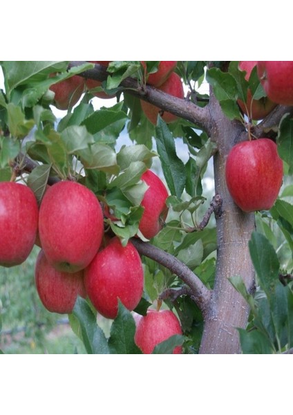 Vista Bella Elma Fidanı 5 Yaş 150-200CM