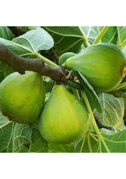 Yeşil Güz Inciri 2 Yaş 40-60CM