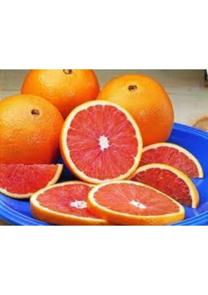 Kanlı Washington Portakal Fidanı 150 cm 200 cm