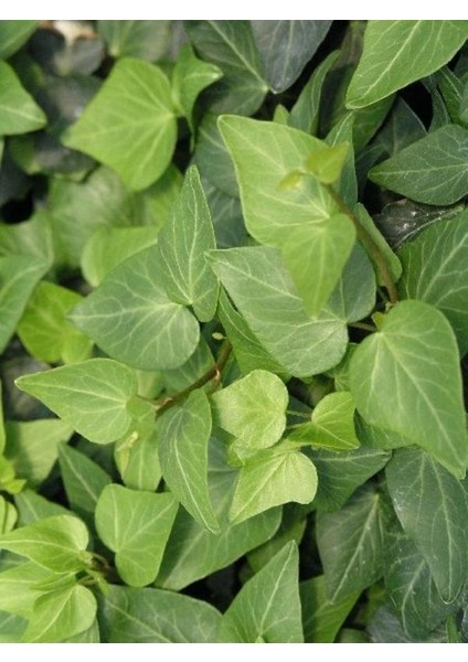 Kalp Yapraklı Orman Sarmaşığı 150CM-200CM