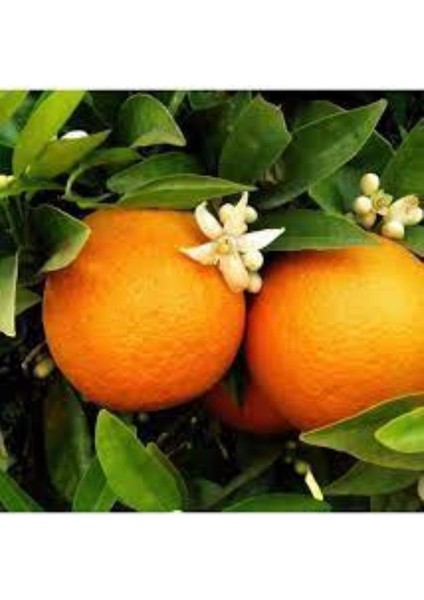 Washington Citrus Portakal Fidanı 150 cm 200 cm
