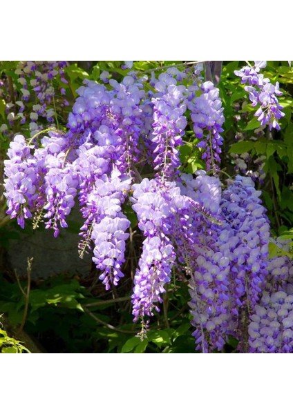 Mor Salkım Çiçeği Fidanı Saksılı 150CM-200CM