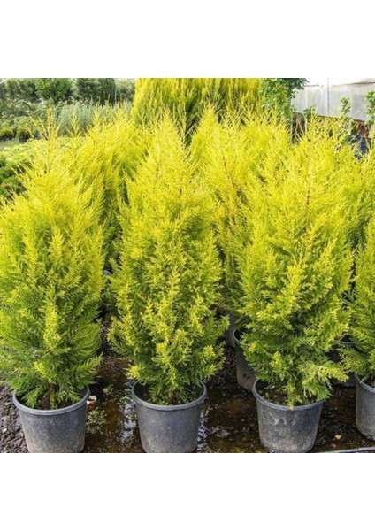 Limon Çamı Fidanı 150CM-200CM