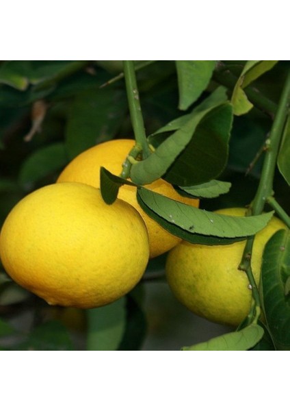 Curaka Limon 150 cm 200 cm