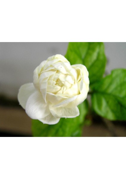 Katmerli Ful Yasemini Çiçeği Fidanı Saksılı 100CM-120CM