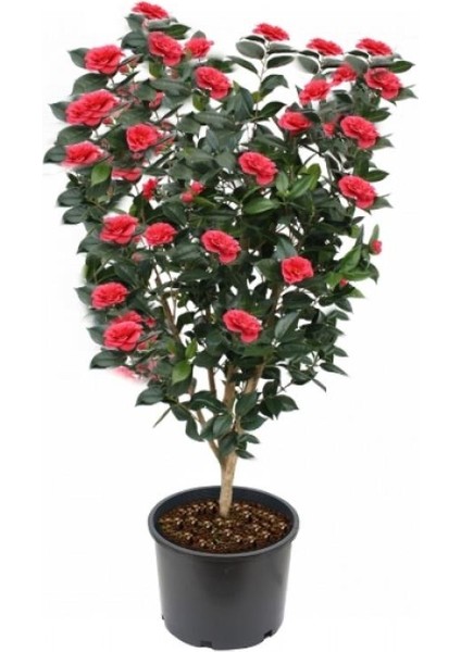 Kamelya Çiçeği Büyük Boy Saksılı