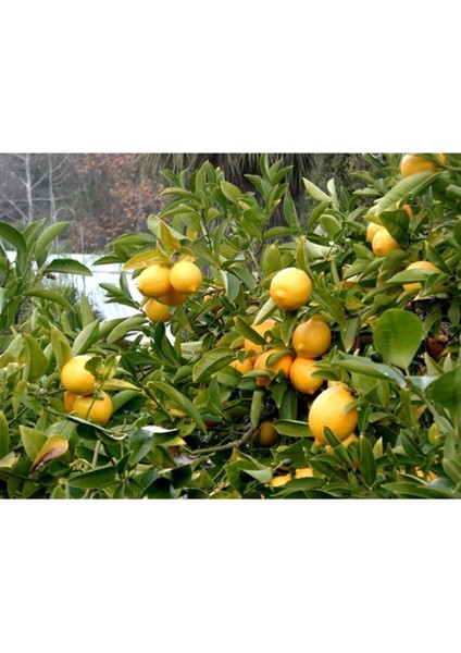 Interdonada Limon 150 cm 200 cm