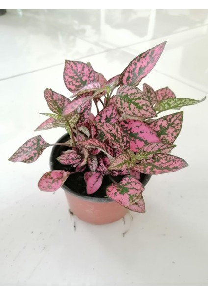 Hostes Çiçeği (Hypoestes) Çilli Yaprak Çiçeği Puantiyeli 15 cm