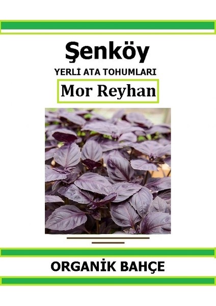 Yerli Mor Reyhan Fesleğen Tohumu Doğal Ata Tohum Pakette 50 Tohum + Hediye Sebze Tohumu