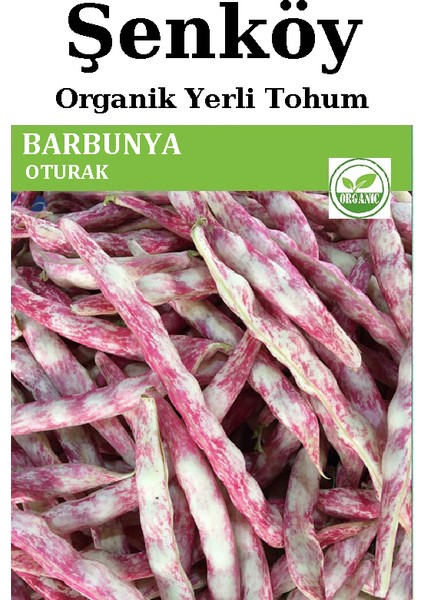 Oturak Barbunya Tohumu Doğal Niğde Oturak Barbunya Tohum Pakette 25 gr