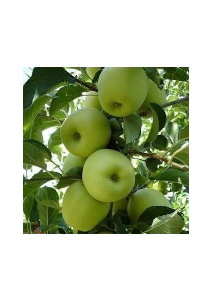 5 Yaş, Aşılı Elma Fidanı Golden Reinders, Torbada, +120 cm