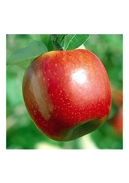 5 Yaş, Aşılı Elma Fidanı Summer Red, Torbada, +120 cm