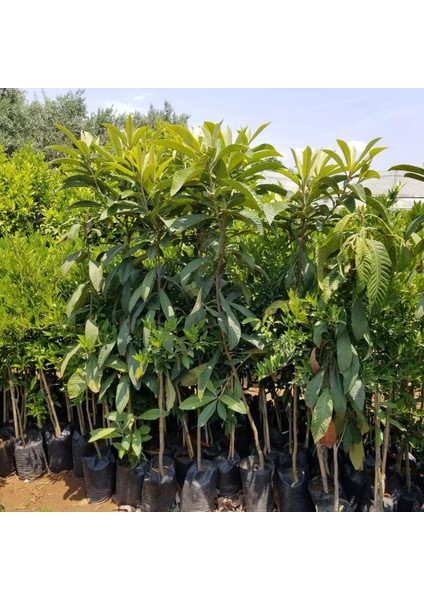4-5 Yaş Yenidünya Malta Eriği Fidanı, Torbada, +150 cm
