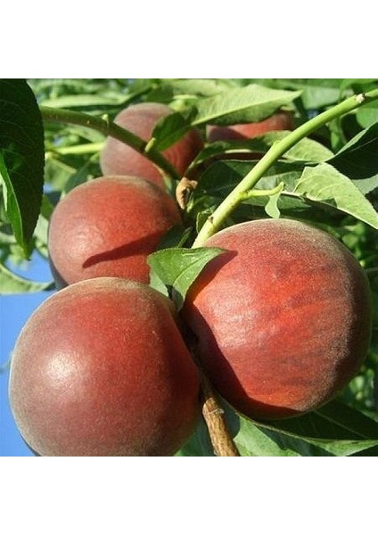 3 Yaş Aşılı Şeftali Fidanı Vista Rich, Torbada