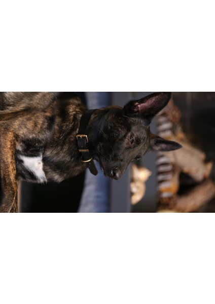 CecePet Mihos Handmade Deri Köpek Tasması Açık Kahve M (36-45CM) Cl-Mı-T-M