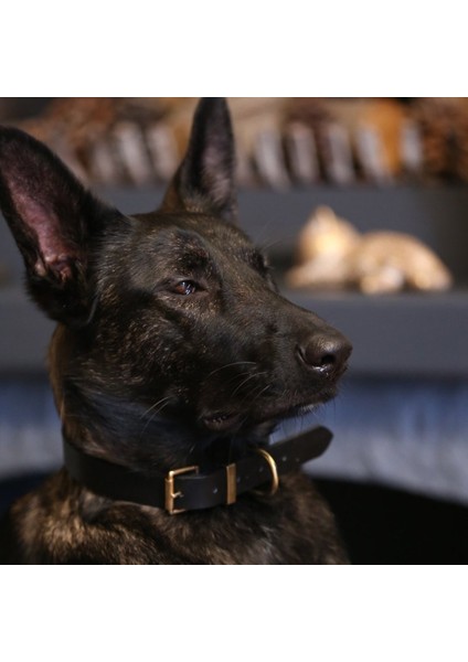 CecePet Mihos Handmade Deri Köpek Tasması Kahverengi M (36-45CM) Cl-Mı-Br-M
