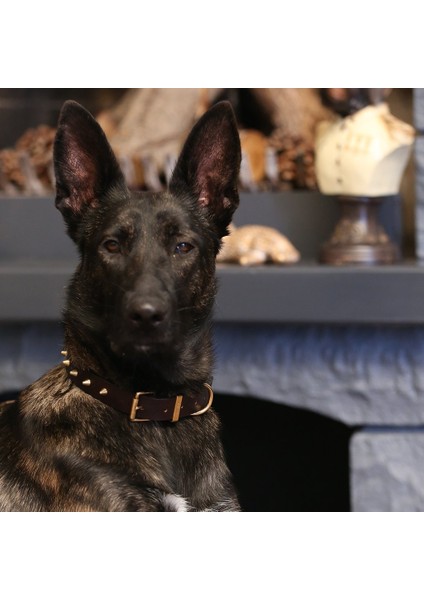 CecePet Thor Handmade Deri Köpek Tasması Kahverengi M (36-45CM) Cl-Th-Br-M