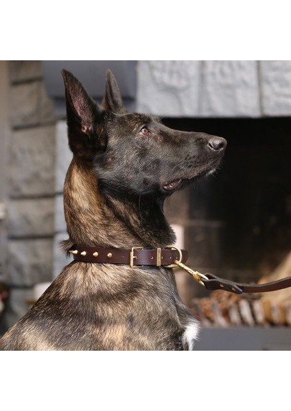 CecePet Thor Handmade Deri Köpek Tasması Kahverengi M (36-45CM) Cl-Th-Br-M