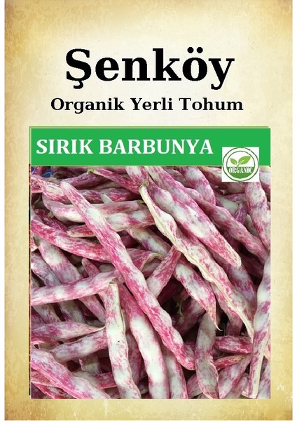 Sırık Barbunya Tohumu Doğal Ata Sırık Çillikız Barbunya Tohum Pakette 25 gr 60 Tohum
