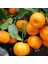 Satsuma Rize Mandalin Tam Bodur 80 cm 1