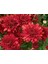 Kırmızı Bodur Kasımpatı Çiçeği 20CM-40CM 1