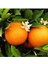 Washington Citrus Portakal Fidanı 150 cm 200 cm 1