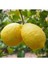 Jumbo Limon 150 cm 200 cm 1