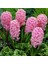 Pembe Sümbül Fidanı 5CM-15CM 1