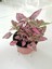 Hostes Çiçeği (Hypoestes) Çilli Yaprak Çiçeği Puantiyeli 15 cm 1