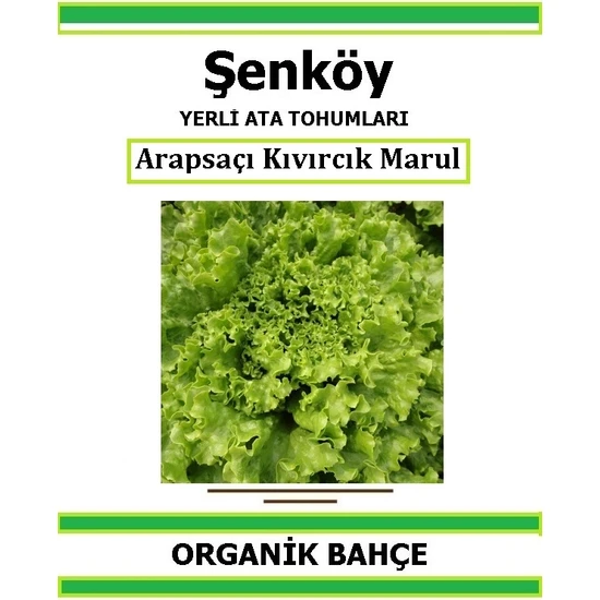 Şenköy Yerli Kıvırcık Marul Tohumu Doğal Ata Tohum Pakette 200 Tohum + Hediye Sebze Tohumu Şenköy Yerli Kıvırcık Marul Tohumu Doğal Ata Tohum Pakette 200 Tohum + Hediye Sebze Tohumu