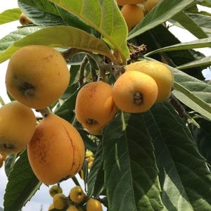 Reyon Bahçe 5 Yaş Yenidünya Malta Eriği Fidanı, Torbada +150