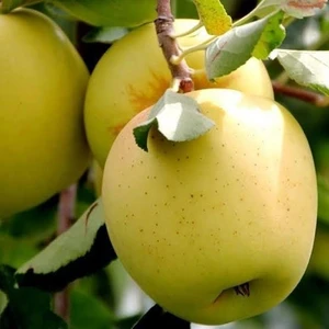 Reyon Bahçe 7 Yaş Aşılı Arap Golden Elma Fidanı , Saksıda