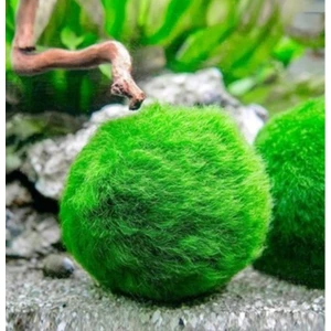 Mesmerizing Shopp Mesmerizingshopp Marimo Mossball Şans Getiren Yosun Topu 4 - 5 cm
