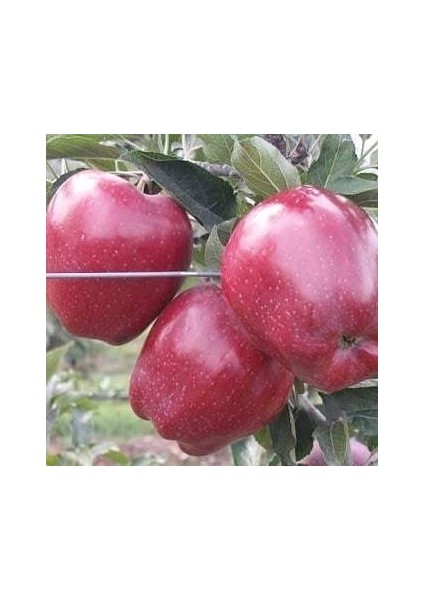 3 Yaş, Aşılı Elma Fidanı Red Chıef, Torbada