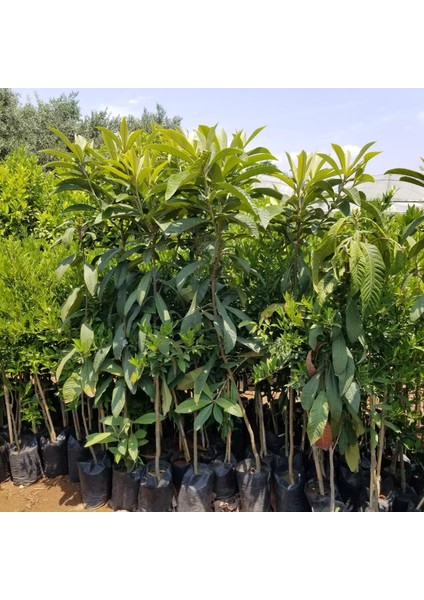 5 Yaş Çukurgöbek Yenidünya Malta Eriği Fidanı, Torbada +150CM