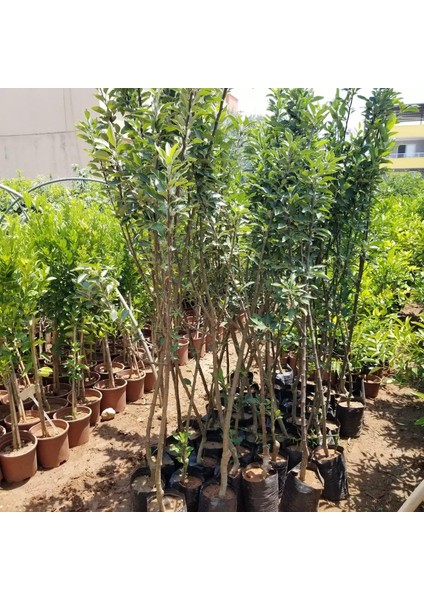 7 Yaş Aşılı Arap Golden Elma Fidanı , Saksıda