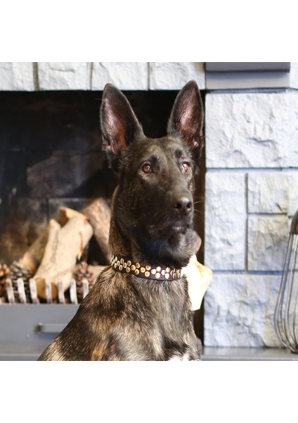 Aten Handmade Deri Köpek Tasması Kahverengi M (36-45CM) Cl-At-Br-M