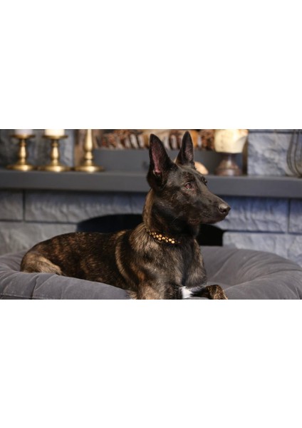 Aten Handmade Deri Köpek Tasması Kahverengi L (46-55 Cm) Cl-At-Br-L