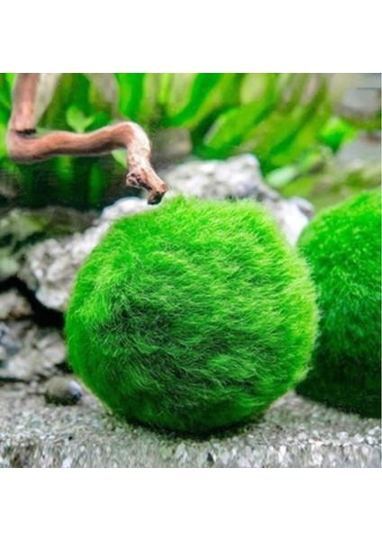 Mesmerizing Shopp Mesmerizingshopp Marimo Mossball Şans Getiren Yosun Topu 4 - 5 cm