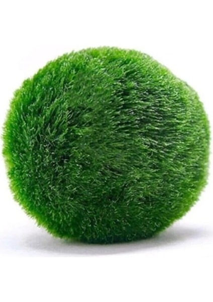 Mesmerizing Shopp Mesmerizingshopp Marimo Mossball Şans Getiren Yosun Topu 4 - 5 cm