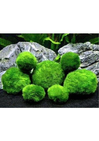 Mesmerizing Shopp Mesmerizingshopp Marimo Mossball Şans Getiren Yosun Topu 4 - 5 cm