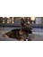 Aten Handmade Deri Köpek Tasması Kahverengi L (46-55 Cm) Cl-At-Br-L 2