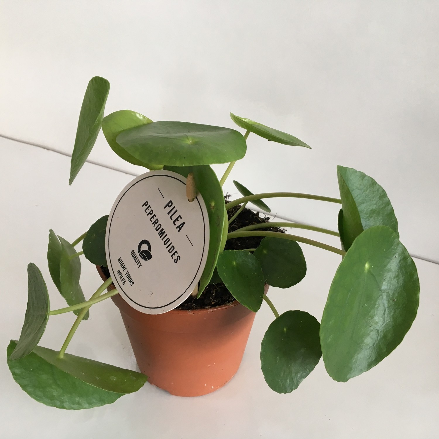 Pilea Peperomioides Cin Para Bitkisi 25 Cm Sus Bitkileri Ve Cicekler