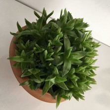 Armen Haworthia Turgida