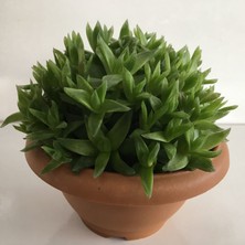 Armen Haworthia Turgida