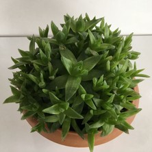 Armen Haworthia Turgida