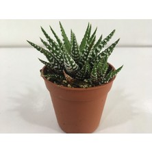 Armen İthal Haworthia