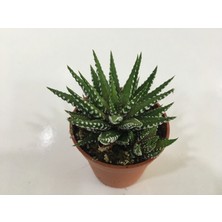 Armen İthal Haworthia